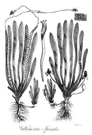 800px-Vallisneria_spiralis_Erasmus_Darwin_1789.jpg