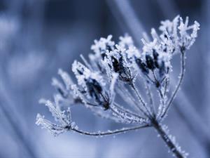 frost.jpg