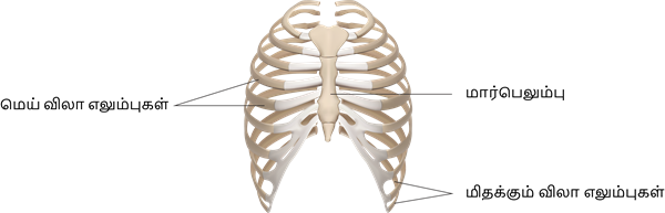 YCIND20220816_4262_Human organ systems_1.png