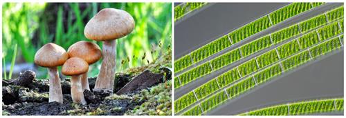 BeFunky-collage (16).jpg