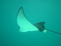 eagle-rays-pix.jpg