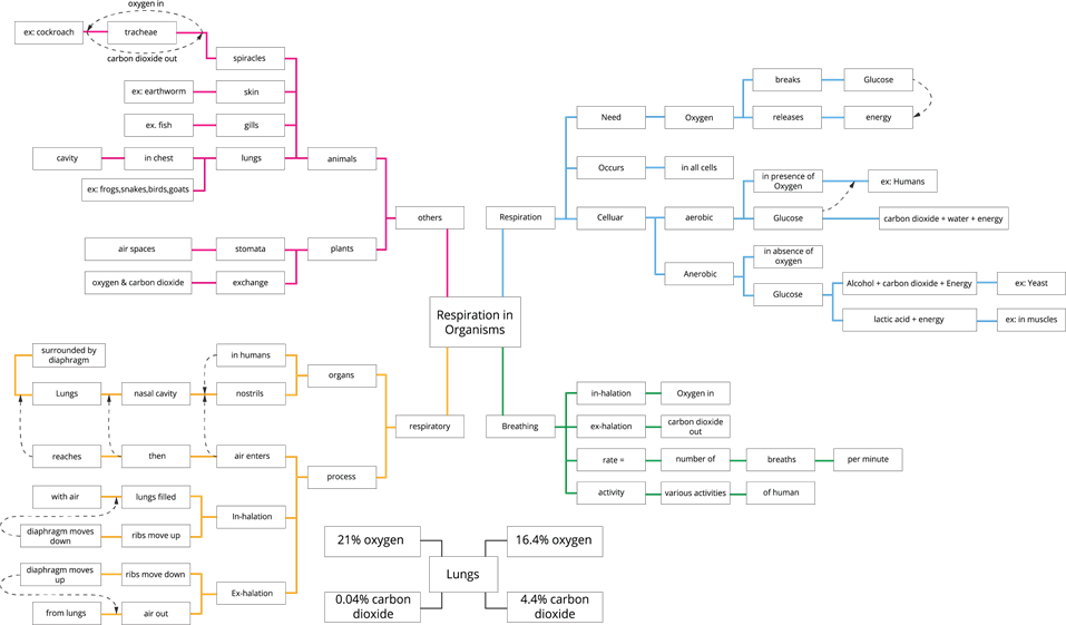 Respiration in organisms.png