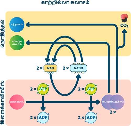 YCIND20220821_4318_Plant anatomy_061.png