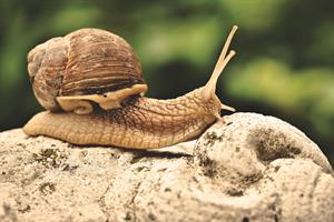 snail-4368154_960_720.jpg