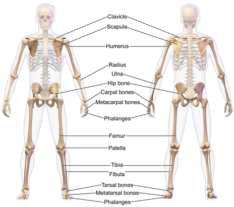1024px-Appendicular_Skeleton.png