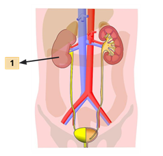 YC Editorial - Divya (10).png