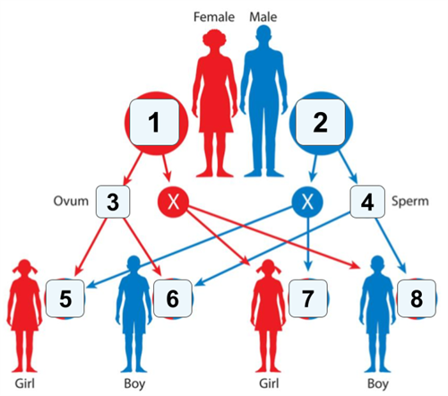 Designing - Bio Divya (21).png