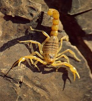 393px-Common_Yellow_Scorpion_(Buthus_occitanus)_(36043322670).jpg