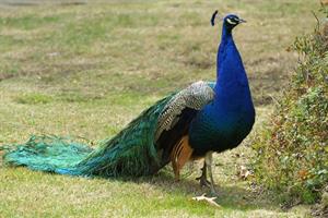 peacock-1069692_960_720.jpg