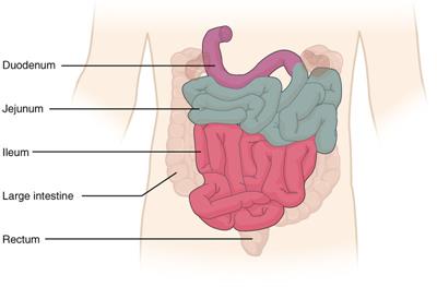 800px-2417_Small_IntestineN.jpg