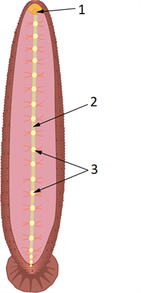 nervous system.png