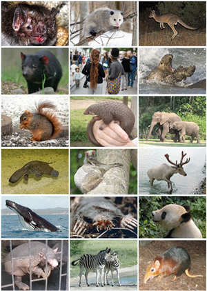 MammalDiversity.png