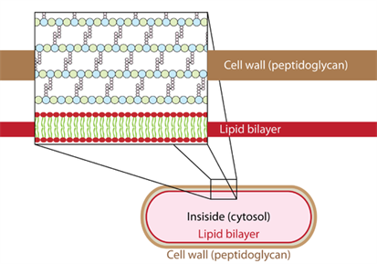 512px-Peptidoglycan-membrane.png