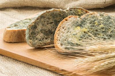 mold-growing-rapidly-moldy-bread-green-white-spores_125594-109.jpg