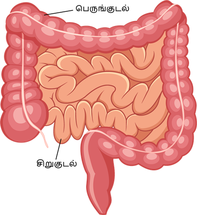 YCIND_221202_4782_intestines organ anatomy.png