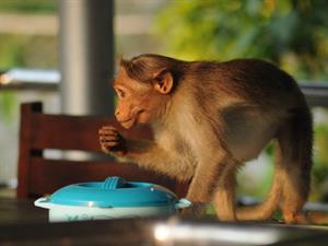 Toto on the dining table.jpg