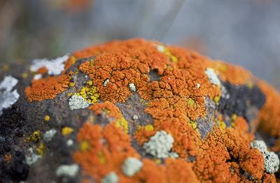 lichen-5323493_1920.jpg