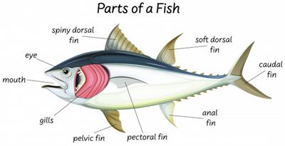 science-internal-anatomy-fish_1308-47170.jpg