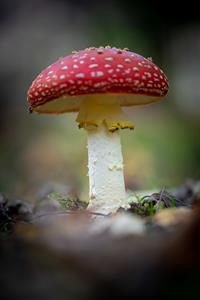 mushroom-4577957_1280.jpg