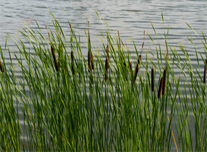 Screenshot 2021-02-16 200517.png