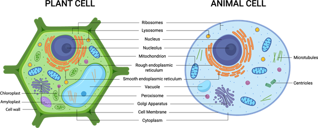 YCIND_220525_3835_plant and animal cells.png