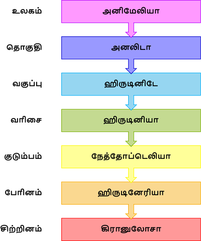YCIND20220907_4431_Divya - Structural organisation of animals 1_01.png