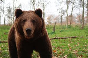 bear-3954950_1280.jpg