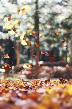 leaves-731150_1920.jpg