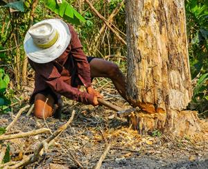 man cutting a tree.jpg