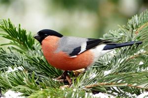 bullfinch-снегирь_sarkankrutitis.jpg