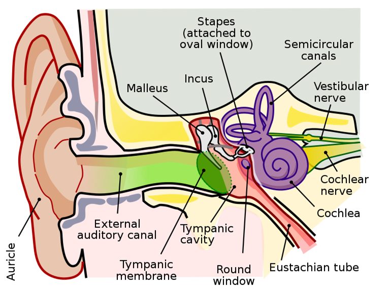 Ears. Use Structure of human ear — lesson. Science CBSE, Class 9.