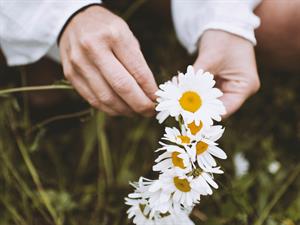 stringing daisies.jpg