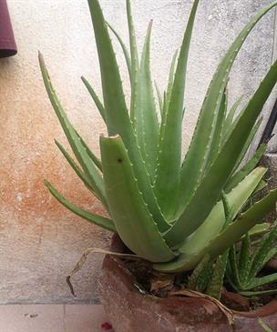 450pxAloeVeraकरफड.jpg