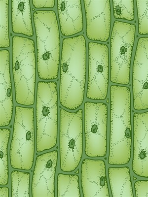 onion cell.jpg