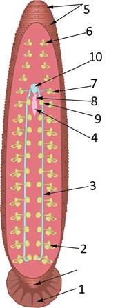 Reproductive system.png