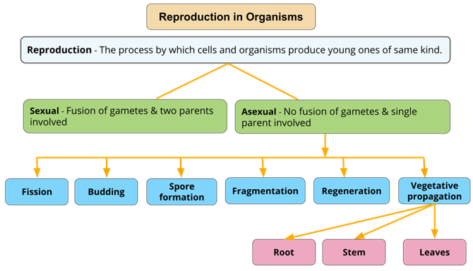 YC Editorial - Divya (30).png