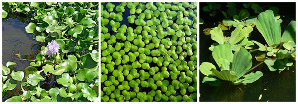 hydrophytes.jpg