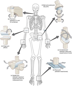 909_Types_of_Synovial_Joints.jpg