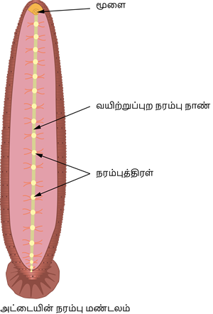 YCIND20220901_4408_Structural organisation of animals_04.png