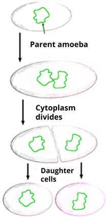 YC Editorial - Divya (41).png