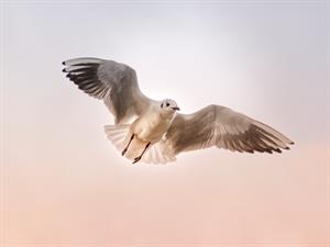 seagull-3465550_1920.jpg