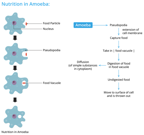 Nutrition in Amoeba.png