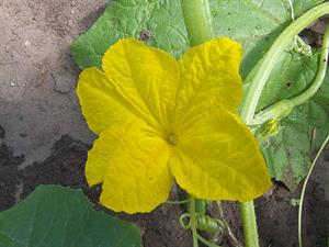 800px-Cucumis_sativus_cucumber_male_flower,_komkommer_mannelijke_bloem_(2).jpg