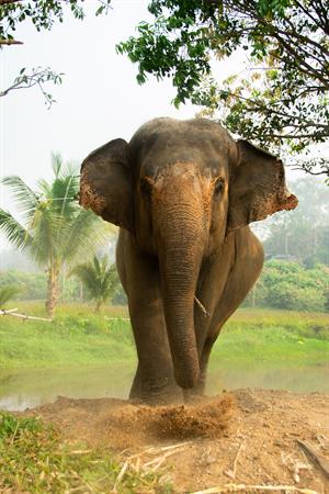 Asian_Elephant_in_Thailand.jpg