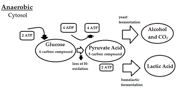 800pxAnaerobicdiagram.png