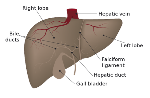 594px-Liver_Diagram.svg.png