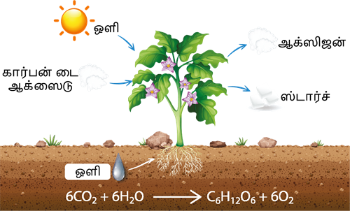 YCIND300520223817Plantphysiology1.png