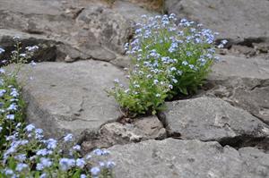 flowers in rock.jpg
