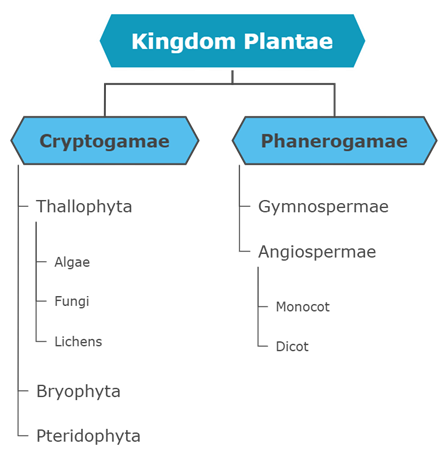 KingdomPlantae.png