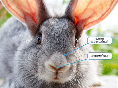 YCIND20220907_4452_Divya - Structural organisation of animals 2_13.png